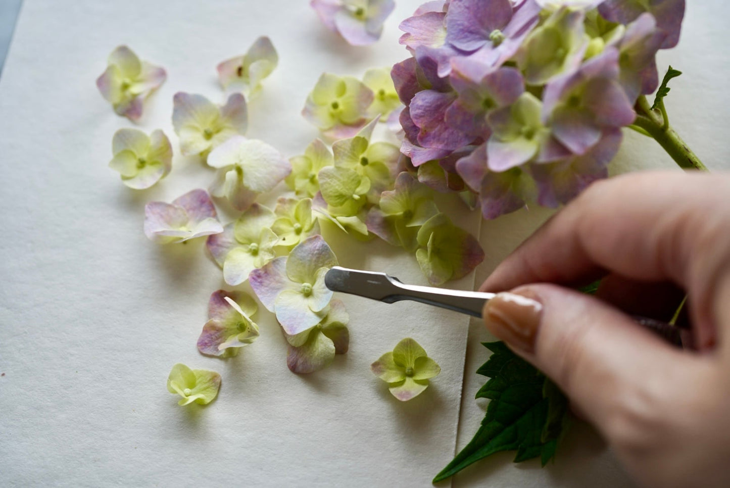 【プロだからこそ見せられる】洗練された押し花デザインの舞台裏