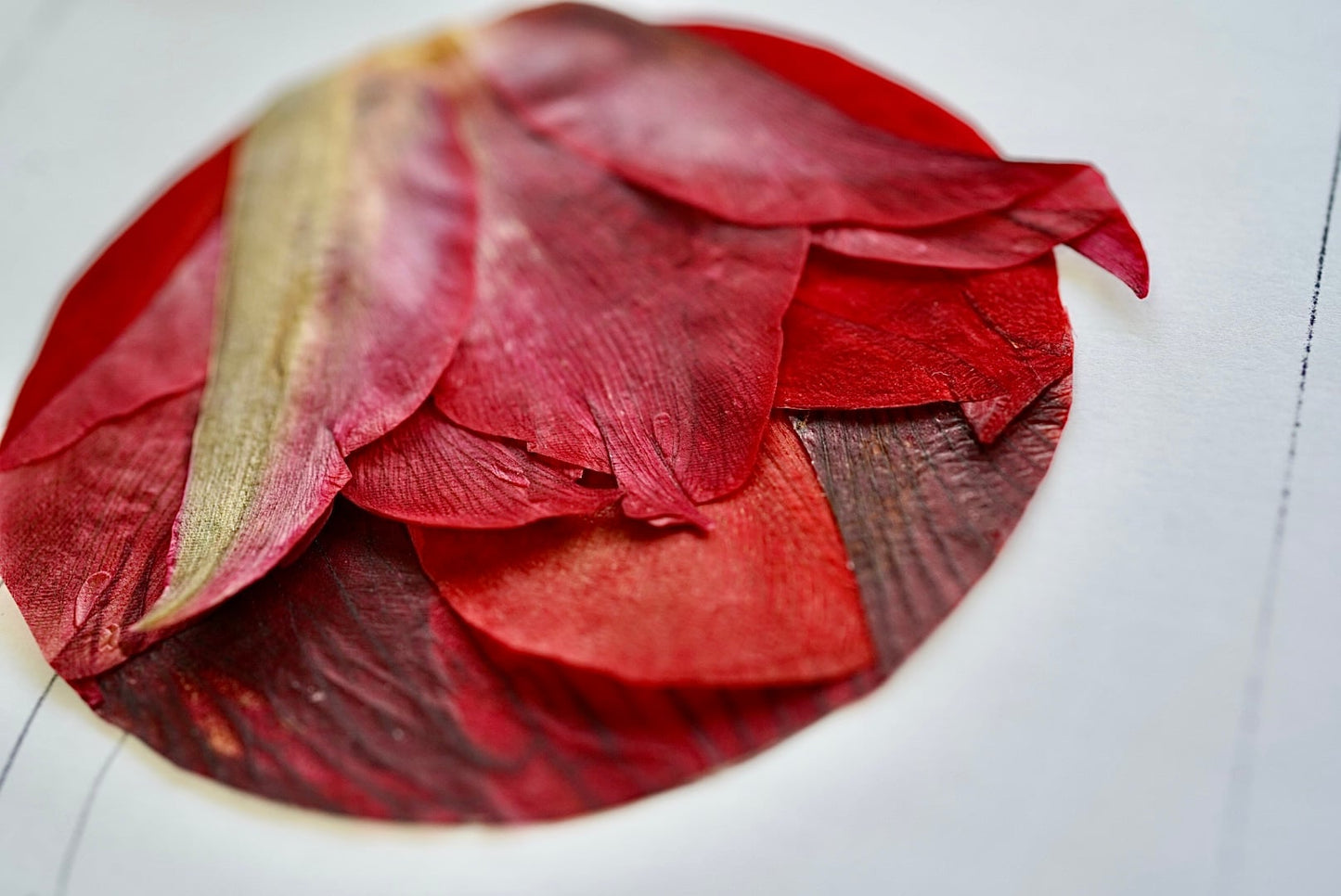 【プロだからこそ見せられる】洗練された押し花デザインの舞台裏